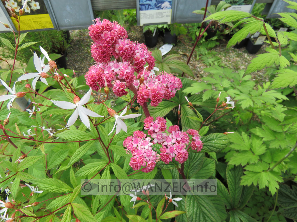 Rodgersia aesculifolia Royal Chocolate 02 Bluete nah.JPG